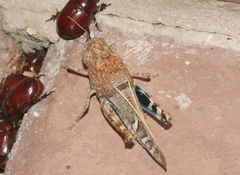 Leprus