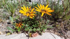 Gazania