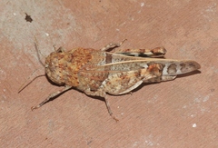 Leprus