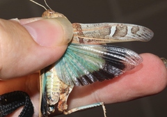 Leprus