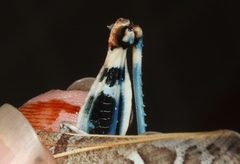 Leprus