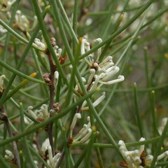 Hakea rostrata
