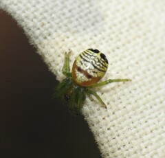 Bijoaraneus praesignis
