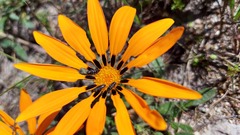 Gazania