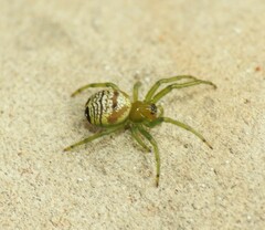 Bijoaraneus praesignis