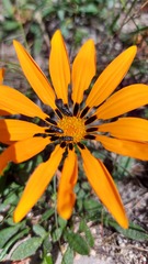 Gazania