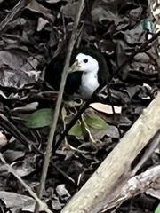 Amaurornis phoenicurus