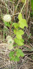 Passiflora vesicaria