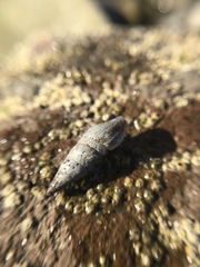 Ophiodermella inermis