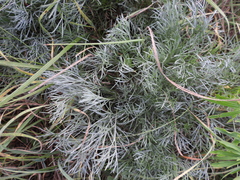 Artemisia marschalliana