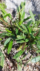 Gazania