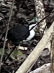 Amaurornis phoenicurus