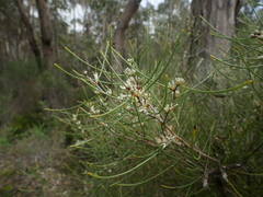 Hakea rostrata