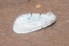 Hemioslaria pima