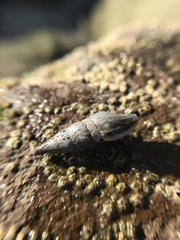 Ophiodermella inermis