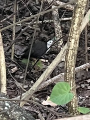 Amaurornis phoenicurus