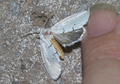 Hemioslaria pima