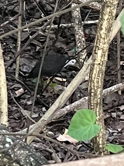 Amaurornis phoenicurus