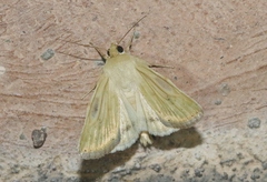 Heliocheilus paradoxus