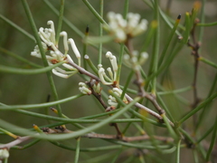 Hakea rostrata