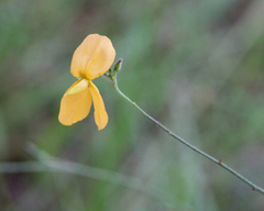 Chapmannia floridana
