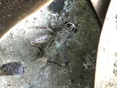 Loxoblemmus arietulus