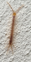 Lithobius