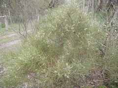 Hakea rostrata