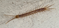 Lithobius