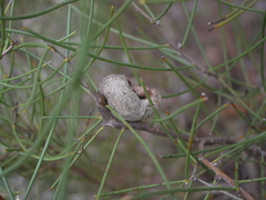 Hakea rostrata