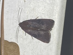 Galgula partita
