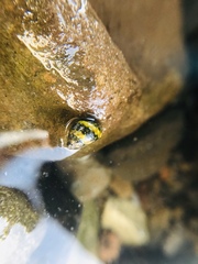 Littorina