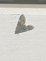 Elophila obliteralis