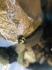 Littorina