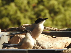 Cyanopica cooki