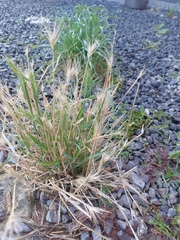 Hordeum murinum