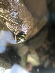 Littorina