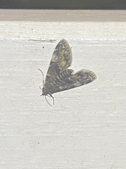 Elophila obliteralis