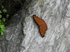 Pseudergolis wedah