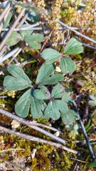 Pelargonium ternifolium