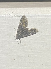 Elophila obliteralis