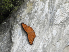 Pseudergolis wedah