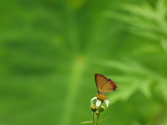 Heliophorus