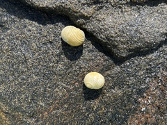 Nerita plicata