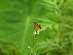 Heliophorus