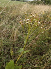 Senecio doria