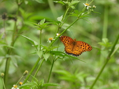 Argynnis hyperbius
