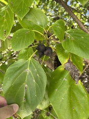 Cordia subcordata
