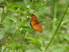 Argynnis hyperbius