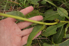 Senecio doria